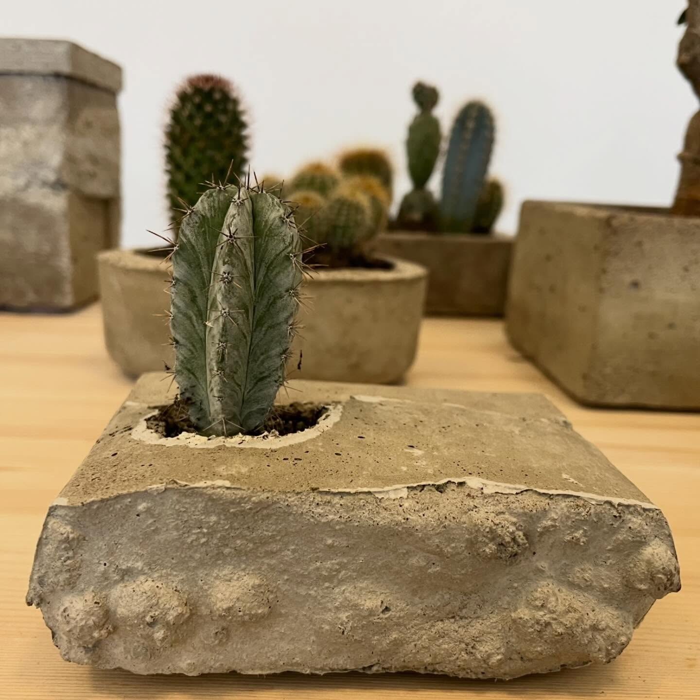 An upright cactus in a concrete pot with an irregular edge