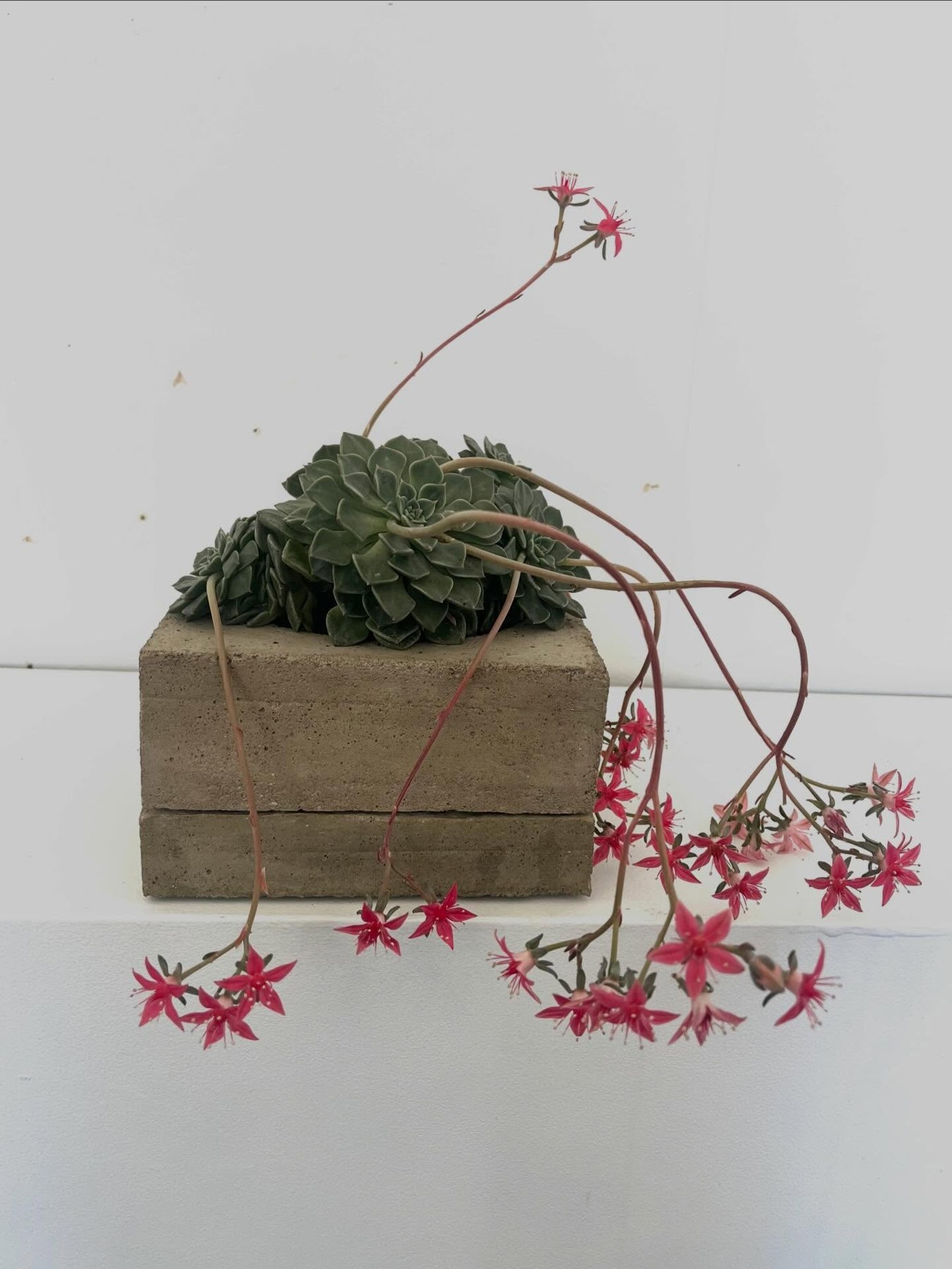 A flowering succulent in a square concrete pot