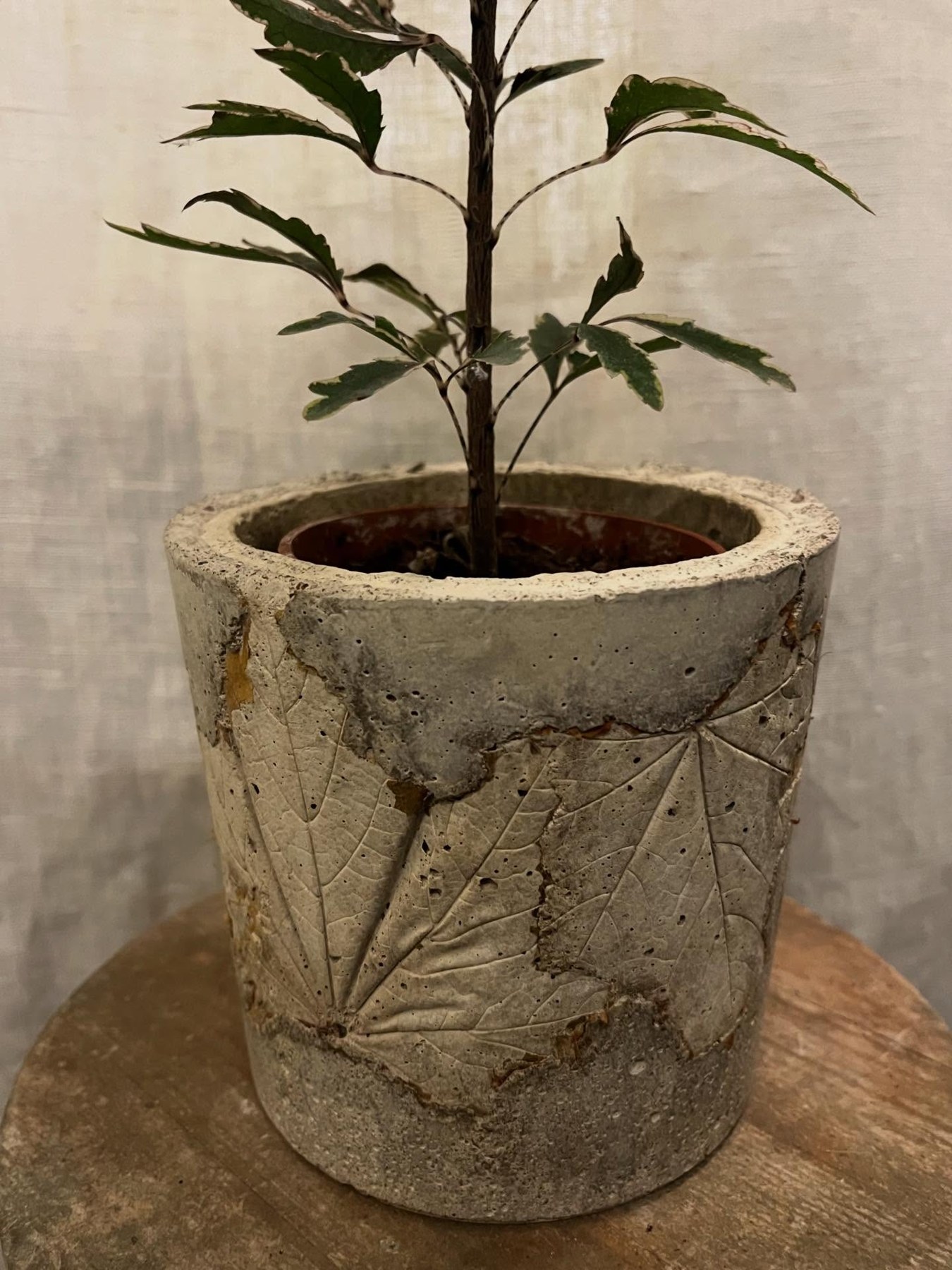 Leaf impressions on a cylindrical concrete pot with a plant