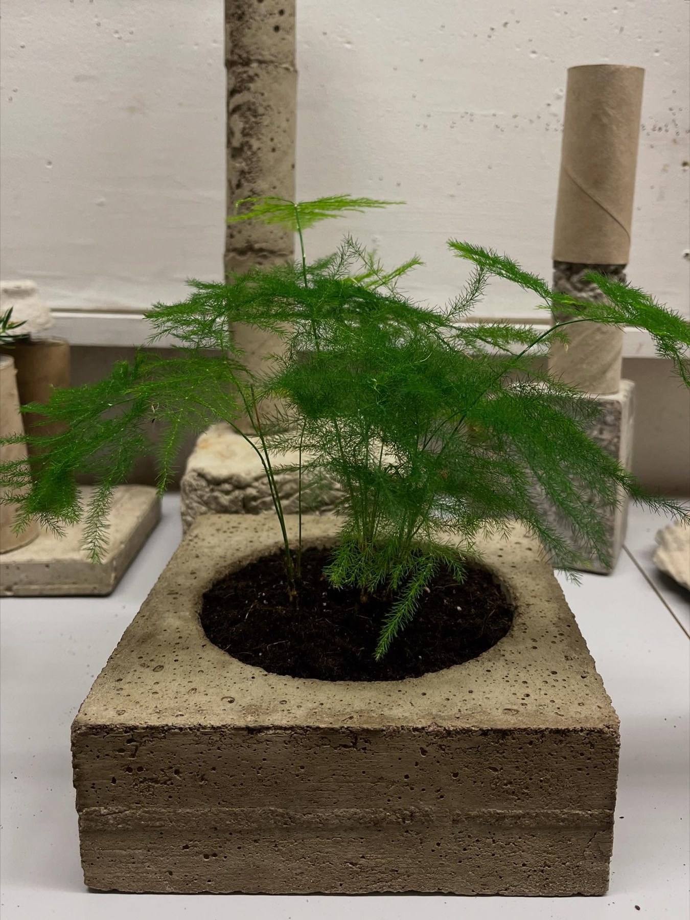 Fine asparagus foliage in a square concrete pot