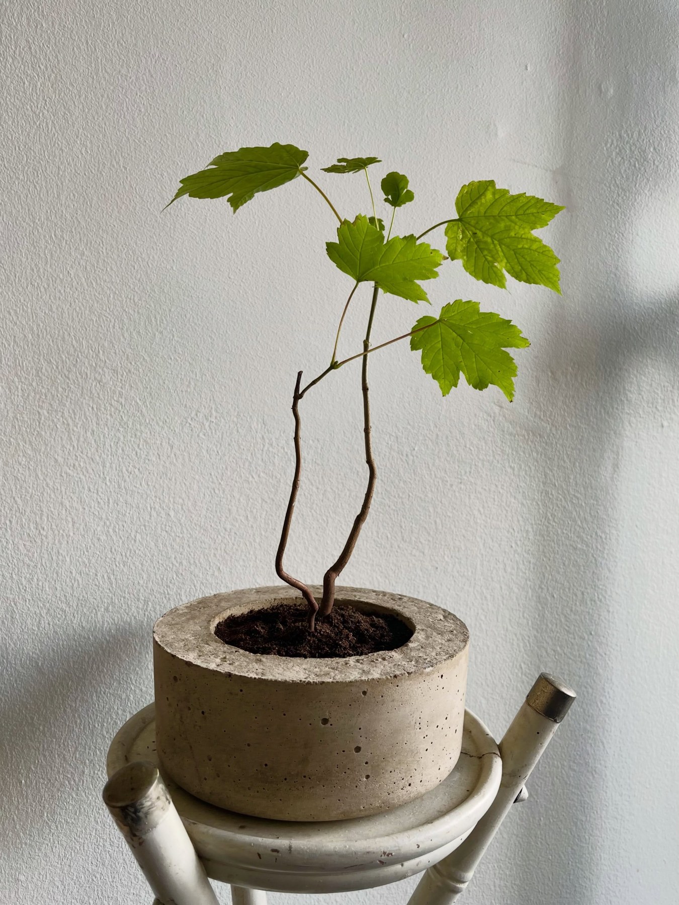 A small tree in a low circular concrete pot, made by Roji Concrete